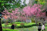 乌石山花会本周开幕　桃花、樱花相继进入盛花期 - 福州新闻网