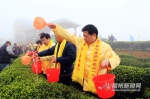春伦集团举行开春第一采　弘扬福州传统茶文化 - 福州新闻网