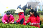 春伦集团举行开春第一采　弘扬福州传统茶文化 - 福州新闻网