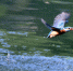 福州西湖公园翠鸟飞舞　吸引摄影爱好者拍摄 - 福州新闻网