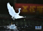 福州西湖公园白鹭飞舞 - 福州新闻网