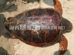 厦门海滩惊现大海龟 背上画有红色的日月图案 - 新浪