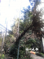 华侨中学教工宿舍三棵树倒伏或倾斜数月 - 福州新闻网