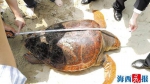 厦门海滩现百斤重濒危红蠵龟 死亡时间超过3天 - 新浪