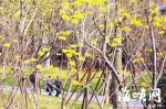 黄花风铃木盛花期到来鲜艳夺目　映衬“福州蓝” - 福州新闻网