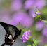 福州市温泉公园春花绽放　蝴蝶在花丛中翻飞起落 - 福州新闻网