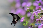 福州市温泉公园春花绽放　蝴蝶在花丛中翻飞起落 - 福州新闻网