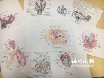 人体结构绘成插画　医大女生用手绘图助力自己和患者 - 福州新闻网