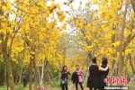 福州黄风铃花盛开　一片金黄如秋景 - 福州新闻网