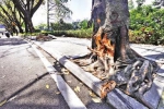 路边行道树被撞   - 新浪