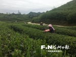 一座茶厂 带动七村致富 - 福州新闻网