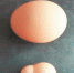 泉州一任性母鸡产下“葫芦蛋” 上窄下宽外形奇特 - 新浪