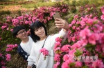 罗源西洋村特色杜鹃盛开一派芳菲　吸引游客观光 - 福州新闻网