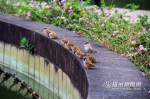 谷雨至春渐浓　福州的春天多样而精彩 - 福州新闻网