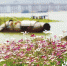 十亩波斯菊花海扮靓闽侯沙滩公园 5月底对市民开放 - 福州新闻网