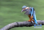 翠鸟的“表情” - 福州新闻网