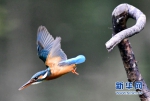 翠鸟的“表情” - 福州新闻网