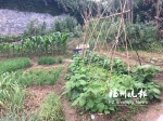 九龙山庄绿化带成私人菜地　住户用有机肥异味大 - 福州新闻网