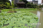 茶亭公园花境：数十种花卉争奇斗艳 - 福州新闻网