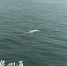 中华白海豚现身泉州湾跨海大桥附近海域(图) - 新浪