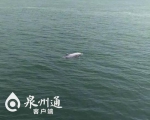 中华白海豚现身泉州湾跨海大桥附近海域(图) - 新浪