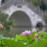 福州茶亭公园荷花将入盛花期 园内有80多个品种 - 新浪