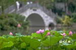 福州茶亭公园荷花将入盛花期 园内有80多个品种 - 新浪