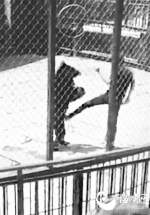 福州动物园一只狗熊表演失手　遭驯兽师猛踢裆部 - 福州新闻网
