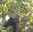 女子东湖公园内爬树采杨梅 被劝喷了农药仍采摘 - 新浪
