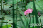 小荷初露尖尖角　茶亭公园80余品种荷花含苞待放 - 福州新闻网