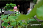 小荷初露尖尖角　茶亭公园80余品种荷花含苞待放 - 福州新闻网
