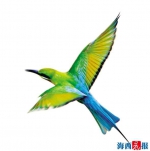 中国最美鸟儿厦门五缘湾安家 超80只为近年来最多 - 新浪