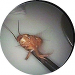 福州一名大学生耳朵里掏出一只活蟑螂 - 新浪