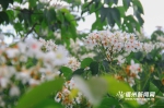 “五月飞雪” 梅峰山油桐花盛开扮靓榕城 - 福州新闻网
