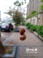 高旺路秋枫遭虫害下起毛毛虫雨　已紧急喷药扑杀 - 福州新闻网