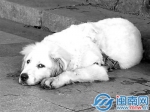 泉州郑成功公园大型犬追游客跑吓哭女娃 - 新浪
