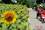 福州万朵向日葵盛开引游人 - 福州新闻网