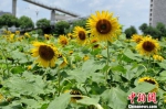福州万朵向日葵盛开引游人 - 福州新闻网