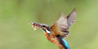 　一只翠鸟在福州市闽侯县旗山脚下的池塘觅食（6月18日摄）。新华社记者 梅永存 摄 - 新浪