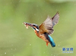 　一只翠鸟在福州市闽侯县旗山脚下的池塘觅食（6月18日摄）。新华社记者 梅永存 摄 - 新浪