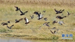 　一群野鸭在福州市闽江口湿地飞舞（3月9日摄）。新华社记者 梅永存 摄 - 新浪