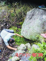 　　林业人员在石头缝内找蟒蛇。 - 新浪