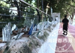 福州一小区人行道旁矮墙插满玻璃碴　存安全隐患 - 福州新闻网