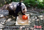 三伏天持续高温　世界最长寿圈养大熊猫悠闲过夏 - 福州新闻网