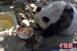 三伏天持续高温　世界最长寿圈养大熊猫悠闲过夏 - 福州新闻网