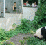 福州：“水果冰”助大熊猫避暑降温 - 福州新闻网