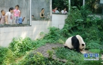 福州：“水果冰”助大熊猫避暑降温 - 福州新闻网