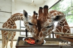 福州动物园奉上“高温伙食” 让动物“居民”度夏 - 福州新闻网