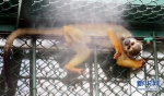 泉州海丝动物园 萌猴吃瓜消暑 - 新浪