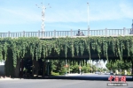 福州立交桥披“绿装”　给炎热夏天带来一丝清凉 - 福州新闻网